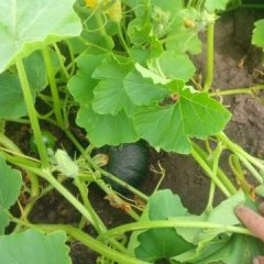 黑龙江齐齐哈尔黑皮南瓜名优产品