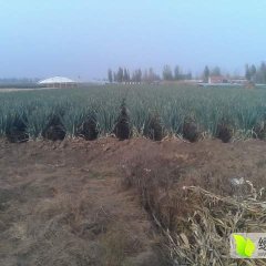 诚信行天下铁杆长白优质大葱上市