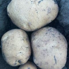 2016公主岭土豆抓住商机无限