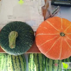 陕西定边白泥井镇红南瓜大量上市