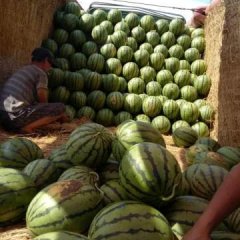西瓜代办 18647657288 西瓜价格最低