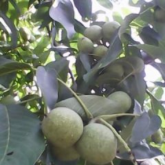 2016澄城干核桃抓住商机无限