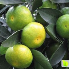 广西兴安温州密柑柑橘欢迎合作