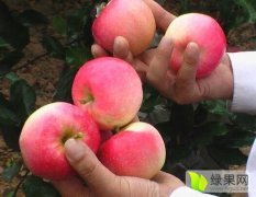 2016绥中苹果俏销大江南北