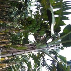 广西横县西贡蕉香蕉价格行情平稳