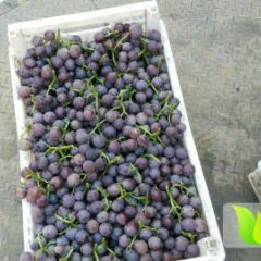 永年葡萄价格行情平稳,张西李涛诚信合作