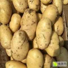 荷兰土豆大量上市