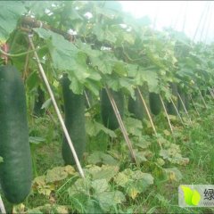 2016郸城冬瓜走过路过不要错过