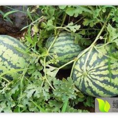 内蒙古翁牛特旗冠龙西瓜火爆招商中