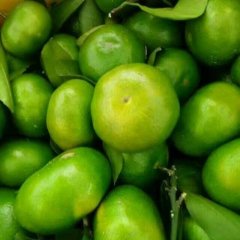 江永柑橘火热上市,回龙蒋生诚信合作