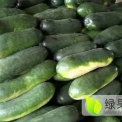 2016湖南省安乡县地冬瓜