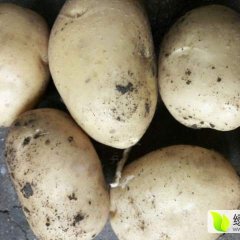 公主岭怀德杨光辉8月延薯四号土豆