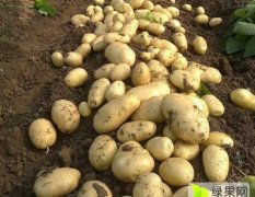 常年大量收购荷兰十五土豆！