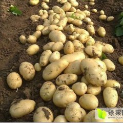 常年大量收购荷兰十五土豆！