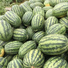 西乡塘红虎西瓜坡地种植，花皮八成熟以上