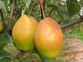 陕西大荔红香酥梨绿色无公害