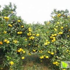 2016澧县柑橘抓住商机无限