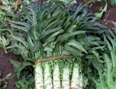 鲁南最大的露天蔬菜种植基地莴苣