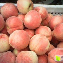 我地是唐山著名水果产区