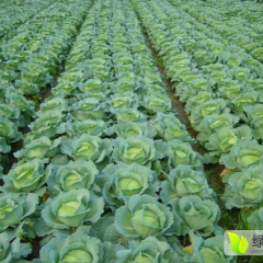 2016隆尧甘蓝值得出手