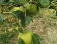 自家果园有早熟梨300斤，杨白梨5000多斤出售