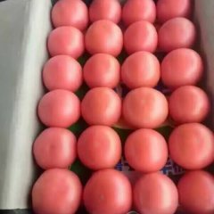 聊城西红柿欢迎前来收购