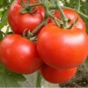 我社种植5千亩露天西红柿，正在热销