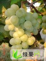 山东平度玫瑰香泽山1号葡萄欢迎合作