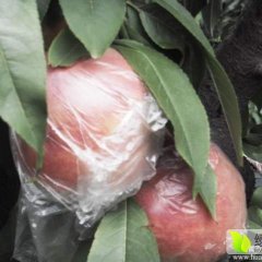 大荔蜜桃质量上乘,品质一流