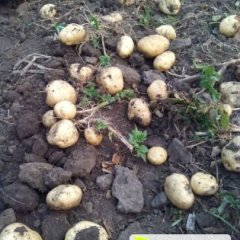 公主岭怀德孙立才8月延薯四号土豆