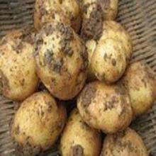 2016扶余土豆抓住商机无限