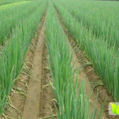 代收章丘优质大葱 葱白高度60cm左右