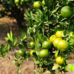 湖北松滋温州密柑柑橘产销两旺