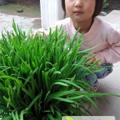 河北最大韭菜产区之一(10000亩)根粗叶宽