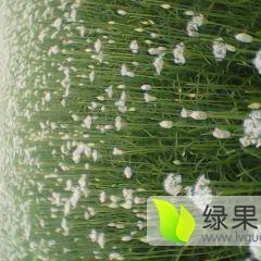 莘县张寨邱宗强8月花(青农)韭菜