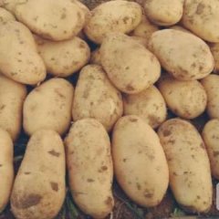 吉林扶余土豆价格