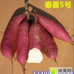 邢台农乐薯业合作社供应各种红薯，商薯19、秦薯