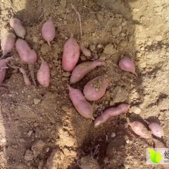 邹城红薯逐渐升温,张庄高启兴诚信合作