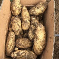 河北围场围场土豆营养丰富