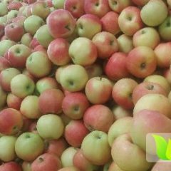 山西运城临猗嘎啦苹果今日价格
