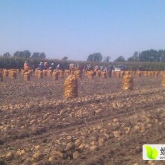 公主岭八屋孙志民8月延薯四号土豆