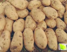 2016扶余土豆今年价格有看点
