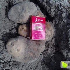 公主岭土豆价格适宜,量大质优