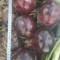 长岭县2016洋葱大量上市，质量好价格低，