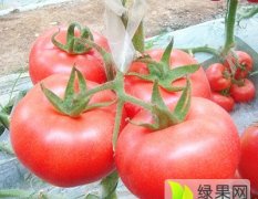 西红柿种子哥伦比亚