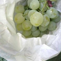 供应泽山一号葡萄！长势旺盛！营养价值高