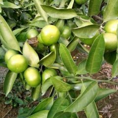 富川柑橘是名优特产,麦岭义清凯诚信合作