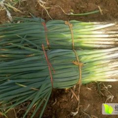 金乡大葱香甜可口,胡集王先生诚信合作