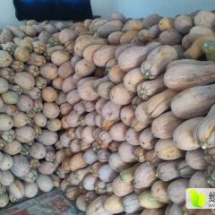 临泉韦寨韦想伟8月密本南瓜