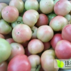 民权西红柿果大色泽明亮，耐运输性强